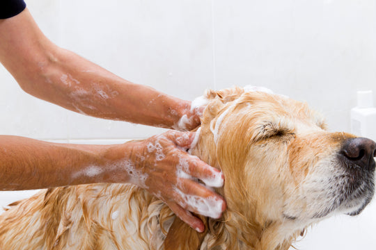 How Often You Should Bathe Your Dog - A Surprising New Look at Keeping Your Dog Clean and Healthy